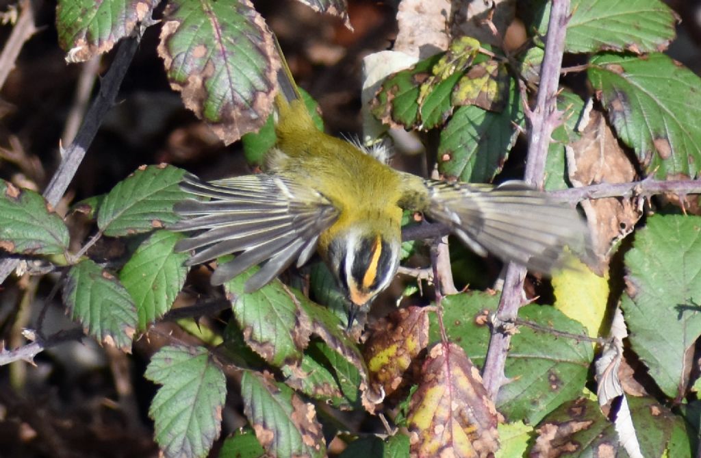 Fiorrancino (Regulus ignicapilla)